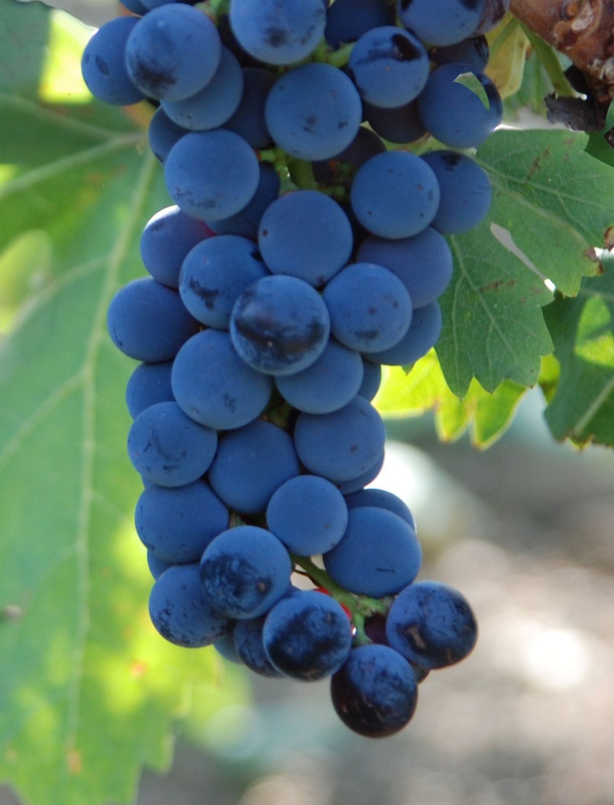 Frappato grape clusters, Ragusa province Sicily